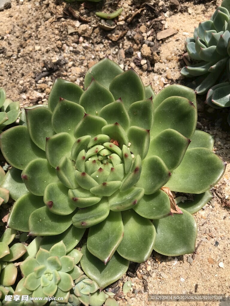 翠绿多肉植物