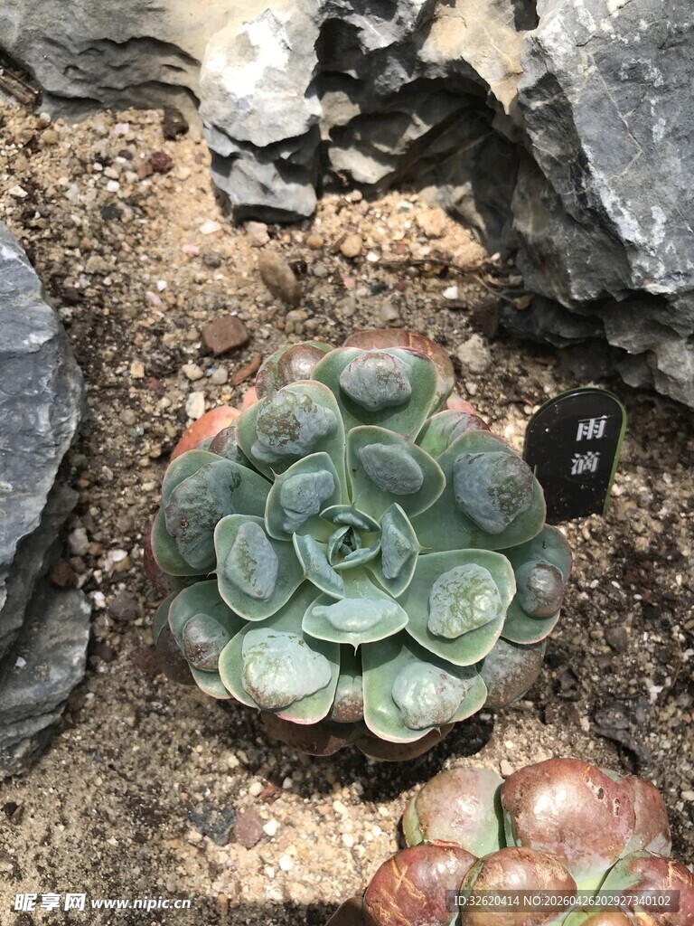 清新多肉植物