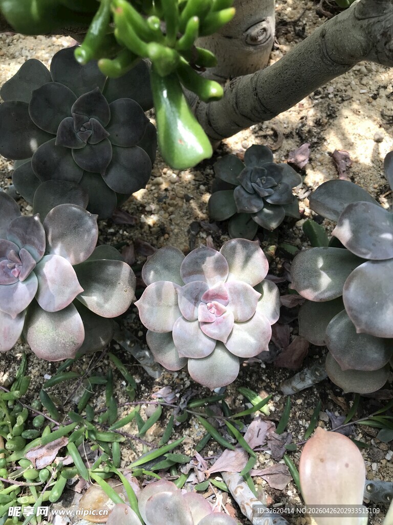 多肉植物