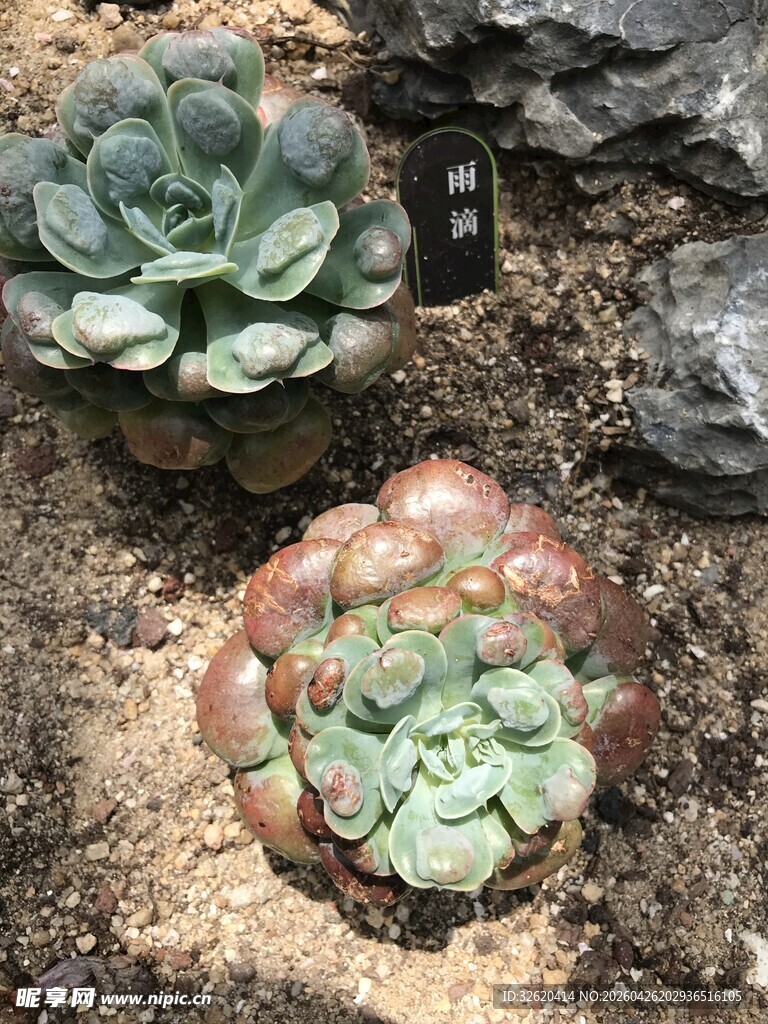 多肉植物