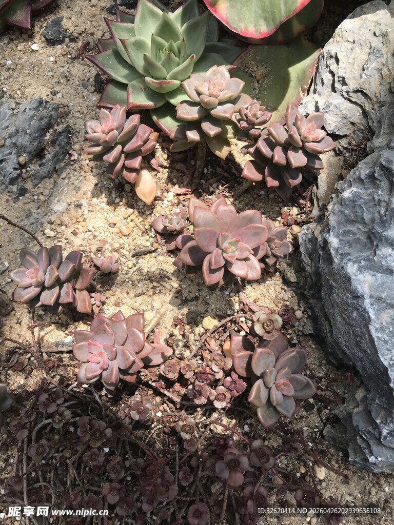 多肉植物