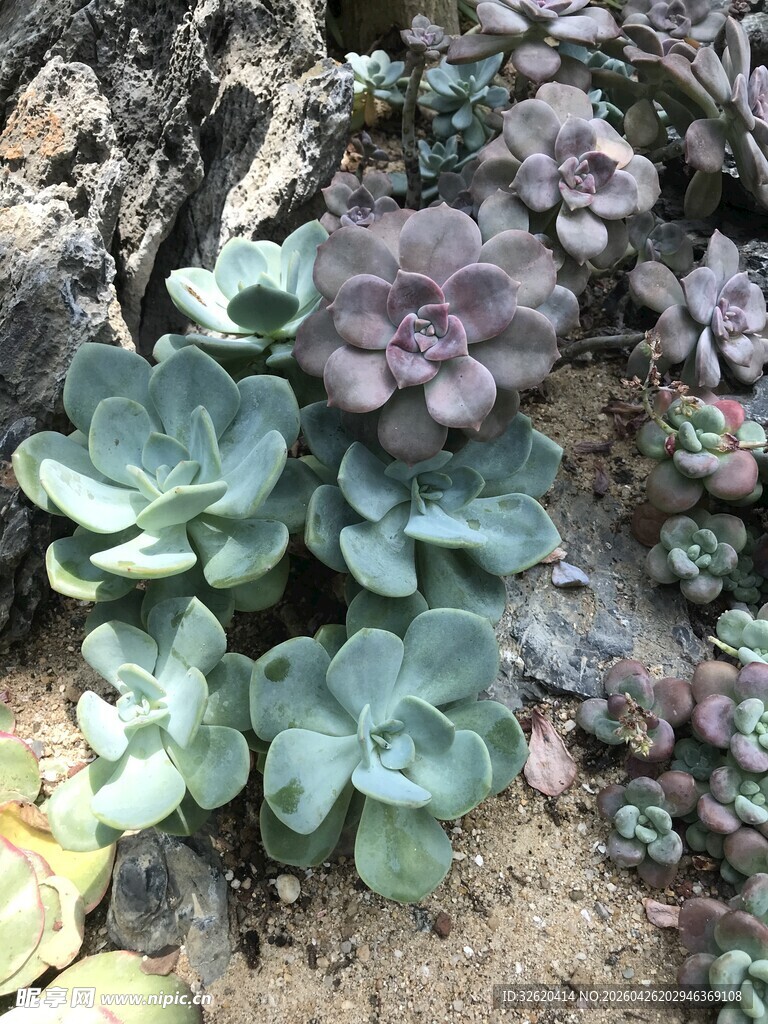 多肉植物