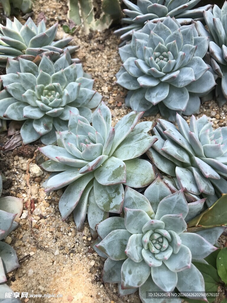 蓝绿色多肉植物