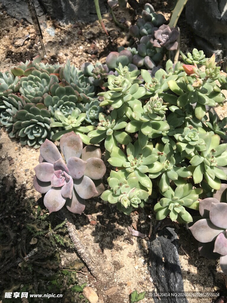 多彩多肉植物景观