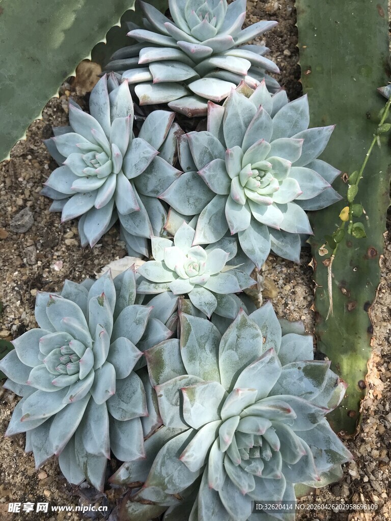 蓝灰色多肉植物