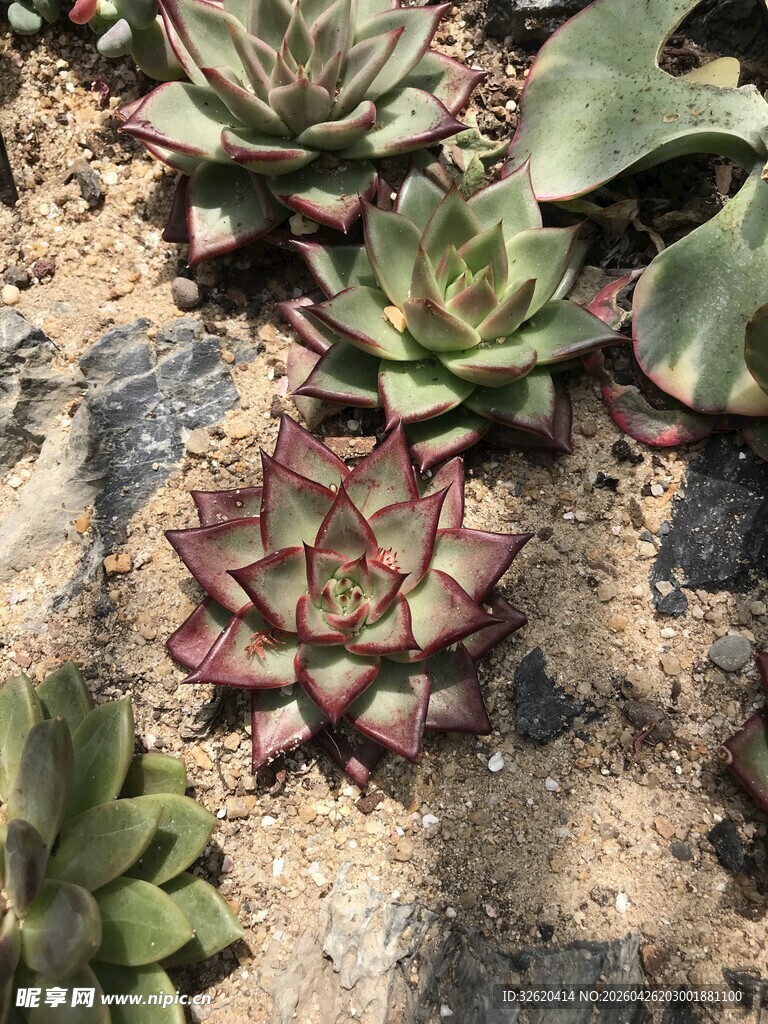 多彩多肉植物