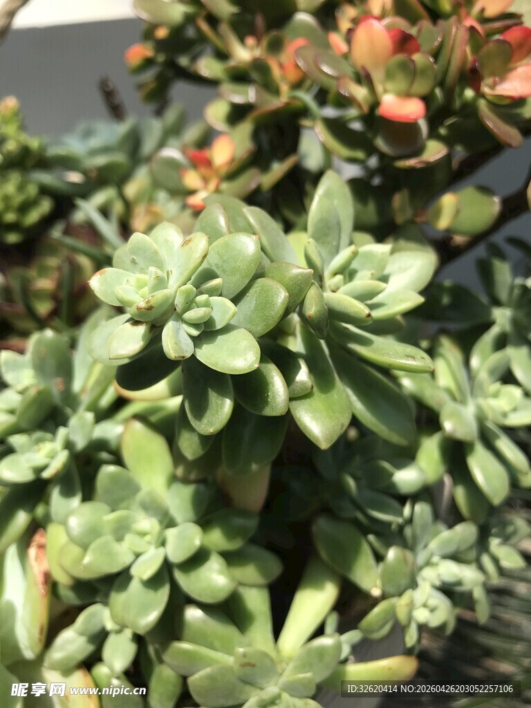 翠绿多肉植物