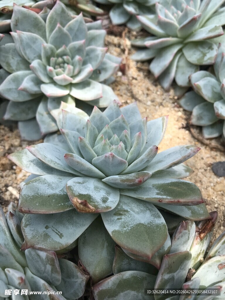 群生多肉植物
