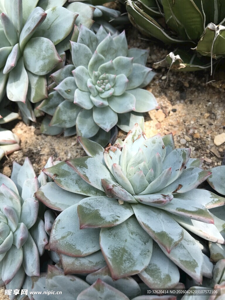 多肉植物