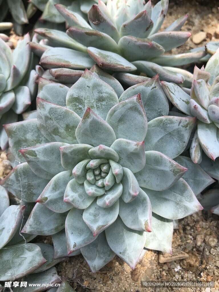 群生蓝石莲多肉植物