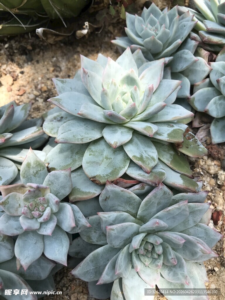 多肉植物