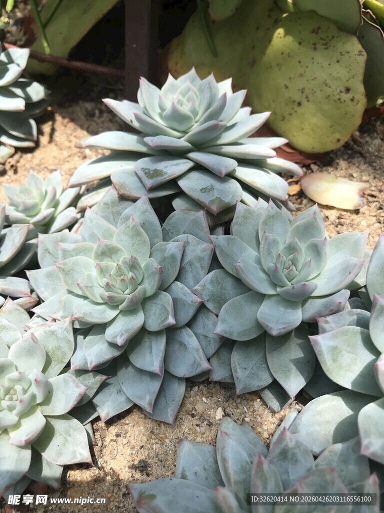 群生蓝石莲多肉植物