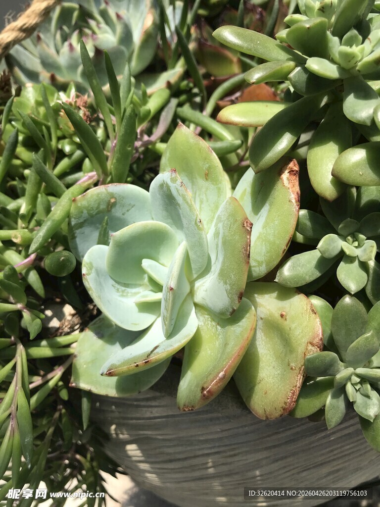 多彩多肉植物
