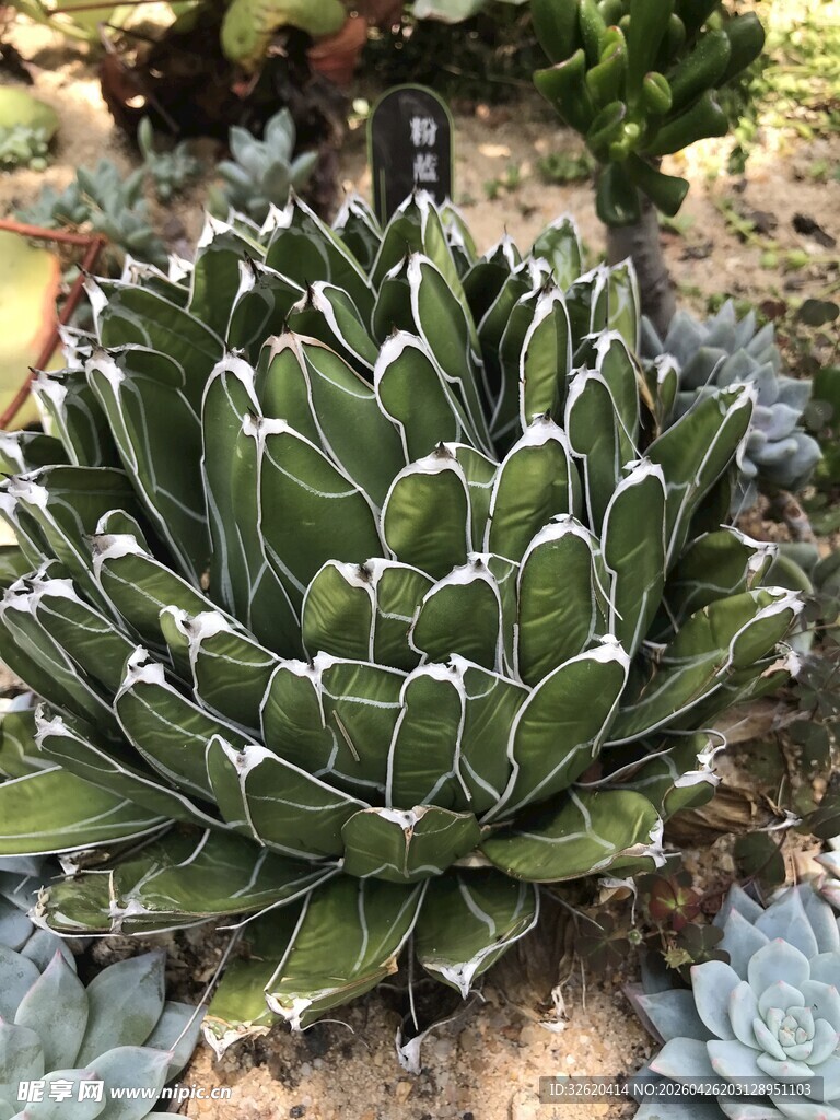 翠绿多肉植物