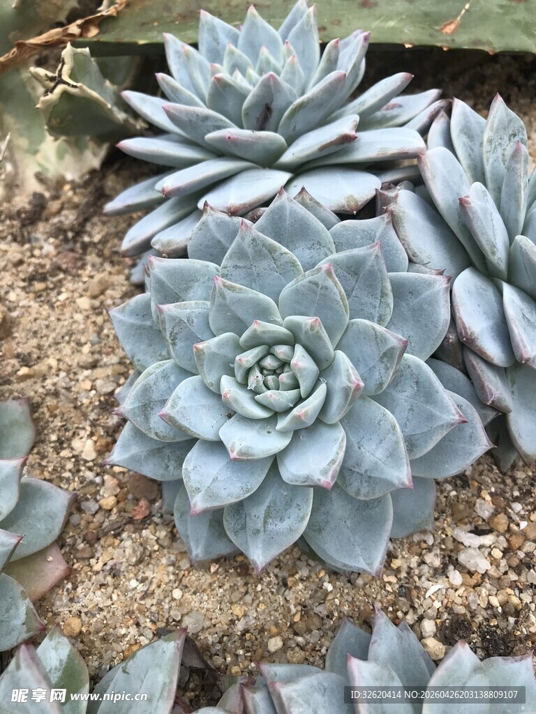 蓝灰色多肉植物