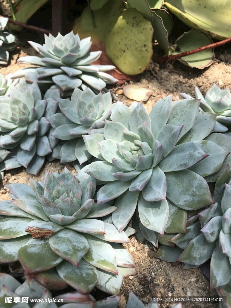 群生蓝绿色多肉植物