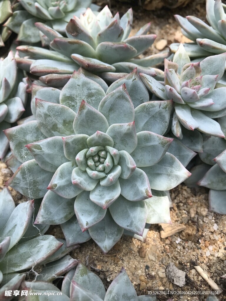 多肉植物景观