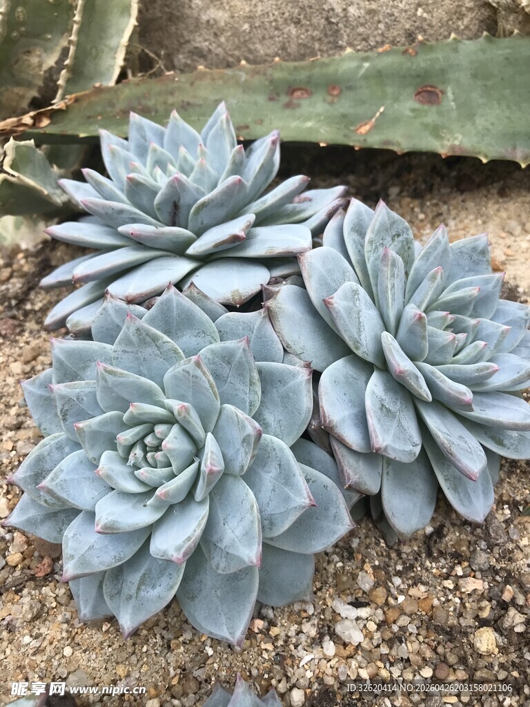 蓝灰色多肉植物