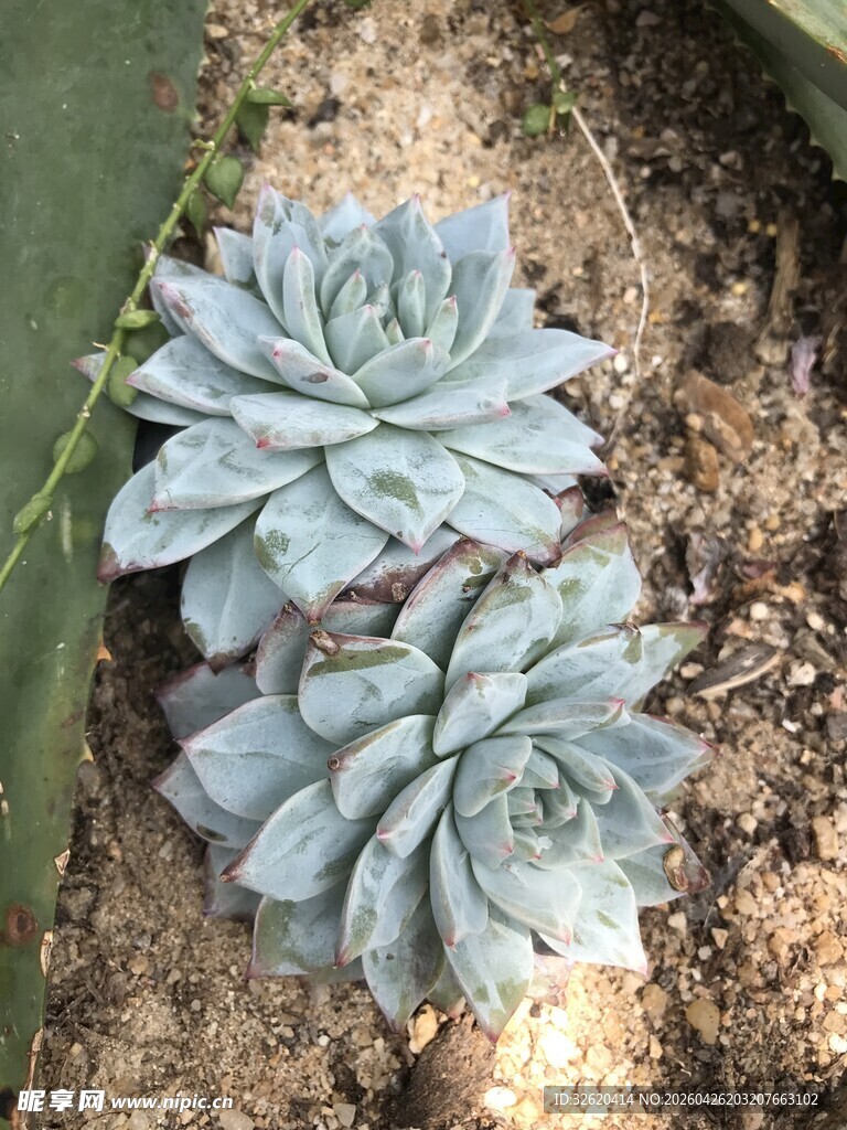 蓝绿色多肉植物