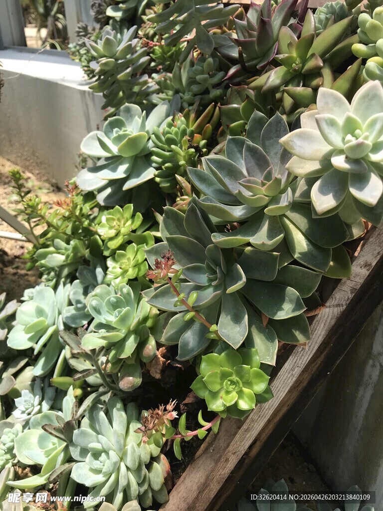 多样多肉植物