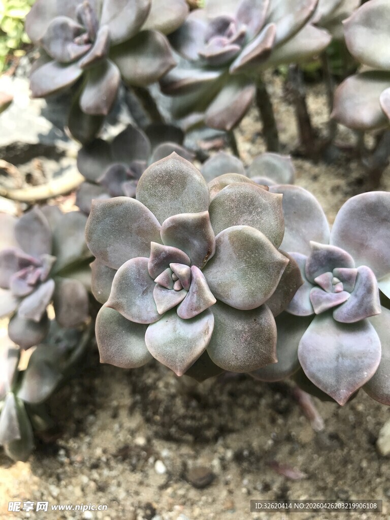 紫灰色多肉植物