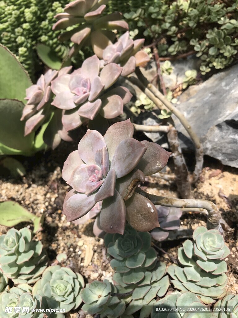 多彩多肉植物生机满满