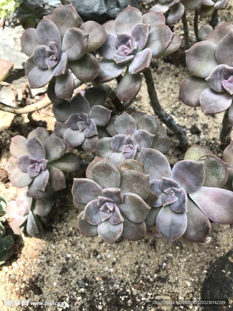 群生紫灰色多肉植物
