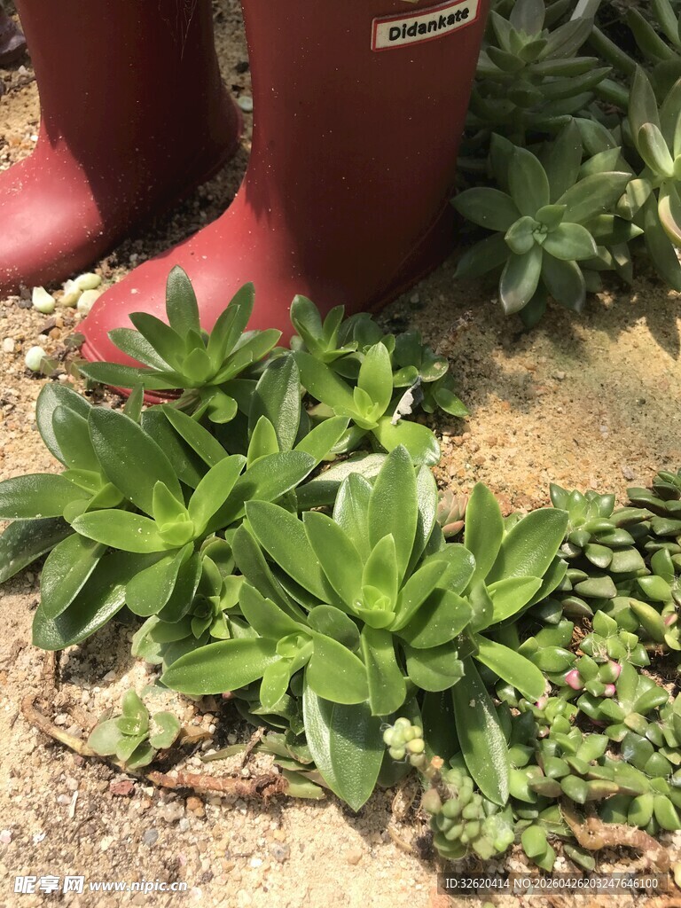 红雨靴旁嫩绿植物
