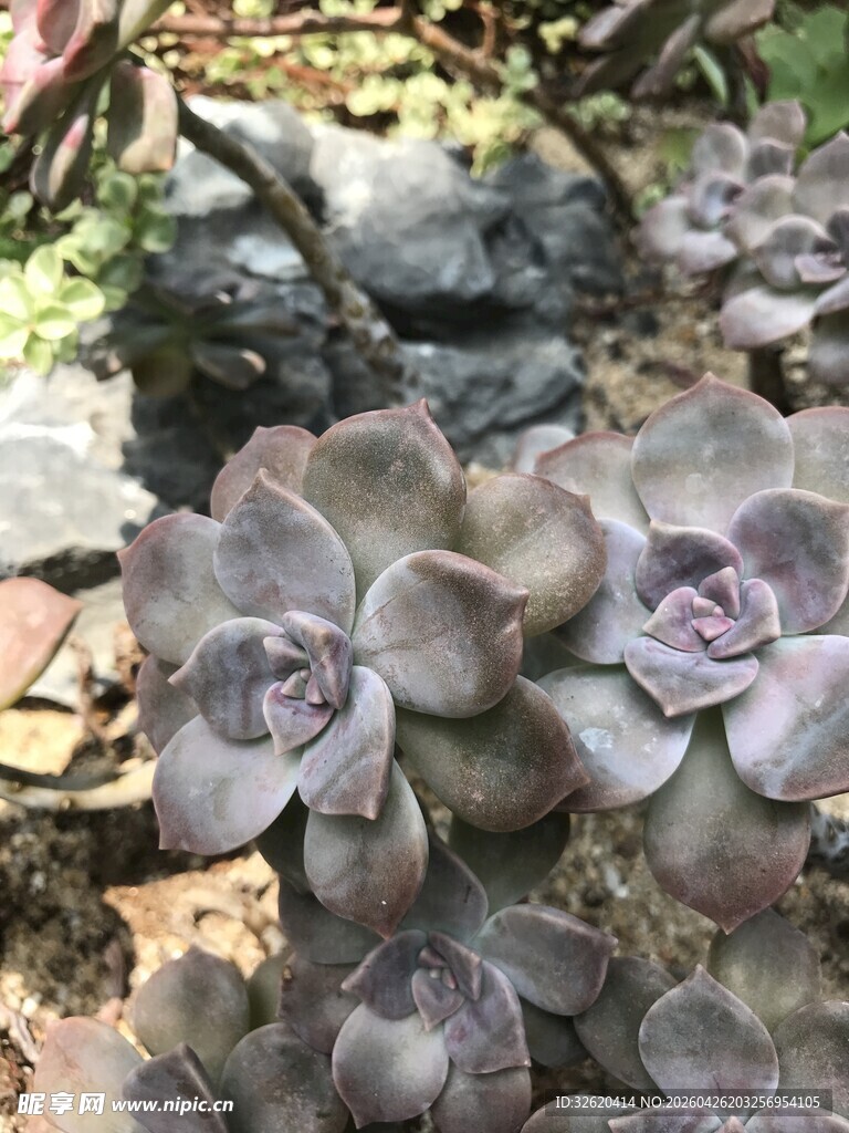紫韵多肉