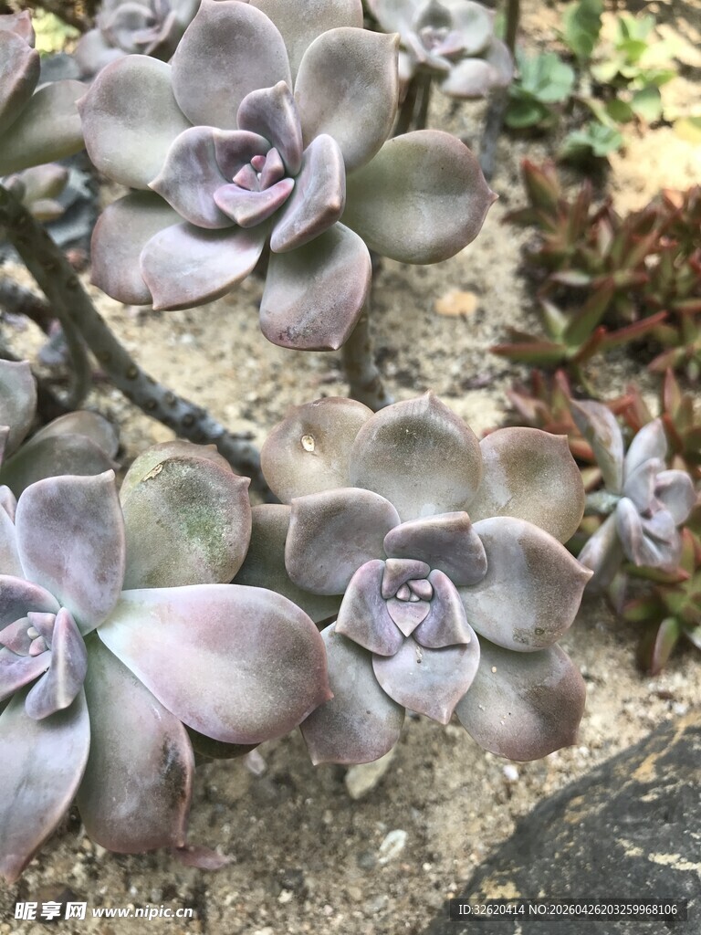 紫灰色多肉植物
