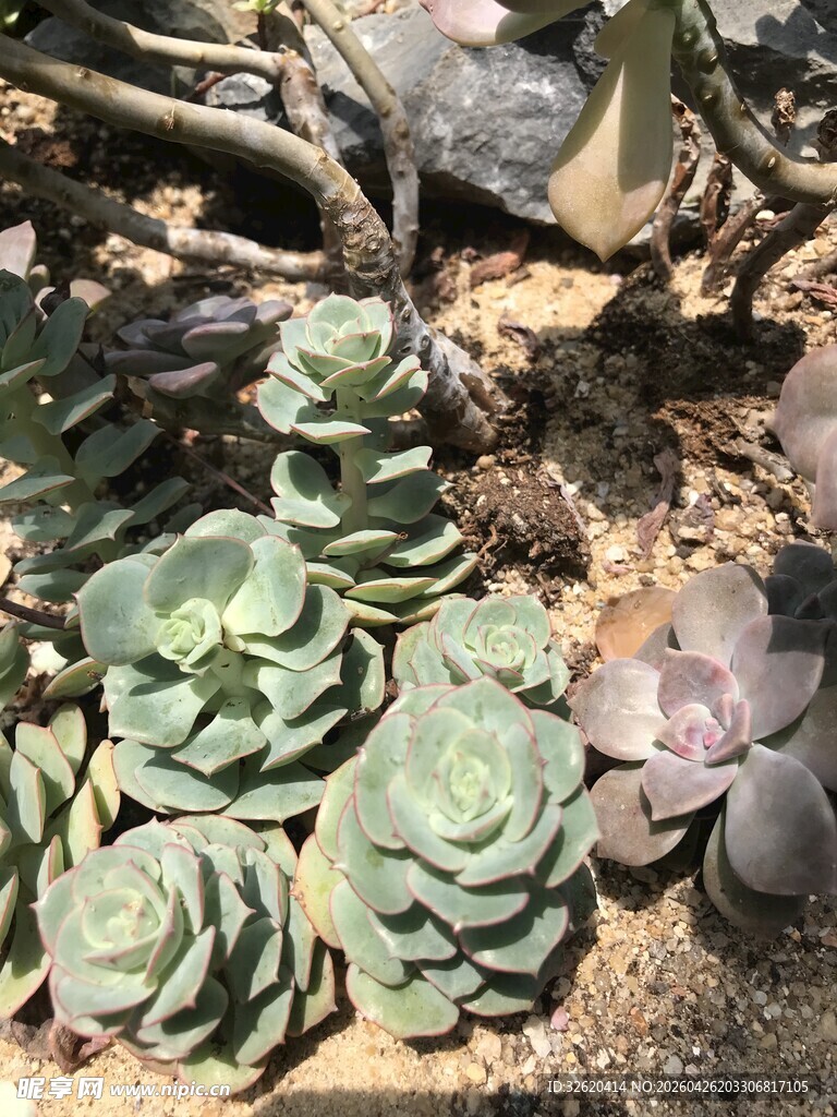 多肉植物