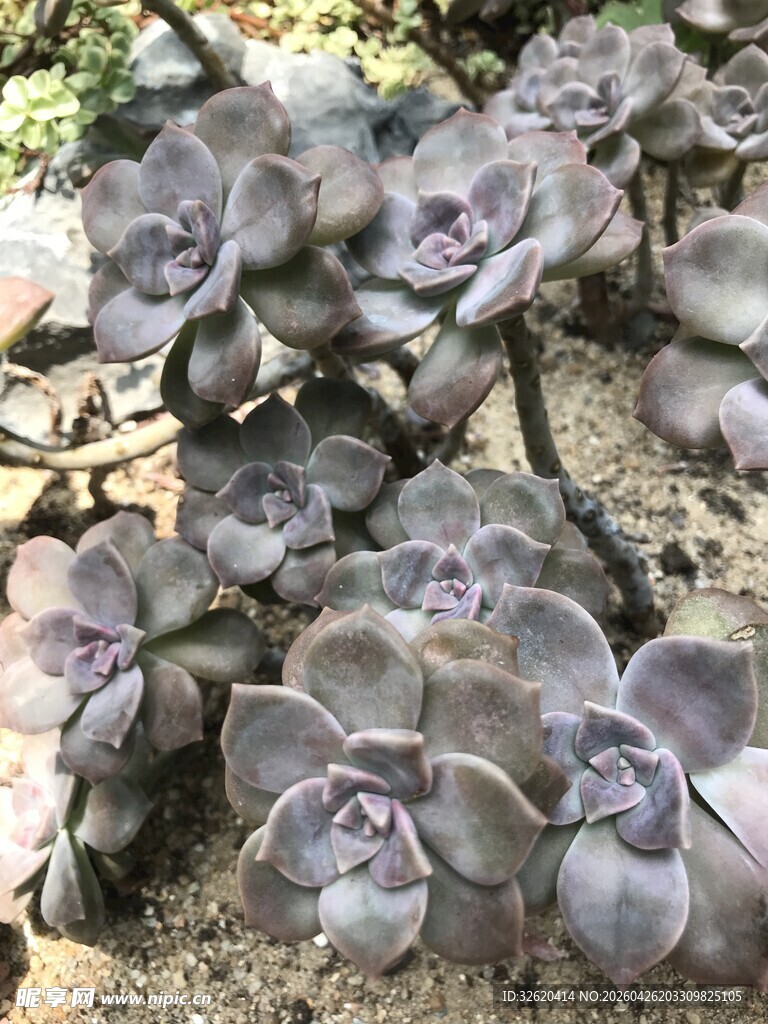 群生紫灰色多肉植物