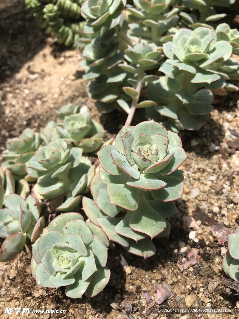 可爱多肉植物