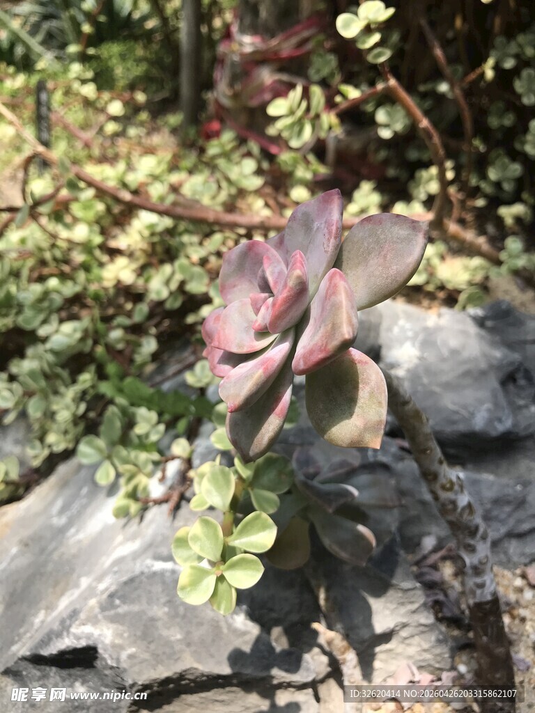 多肉植物