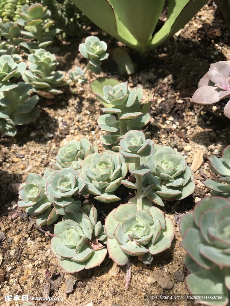 可爱多肉植物