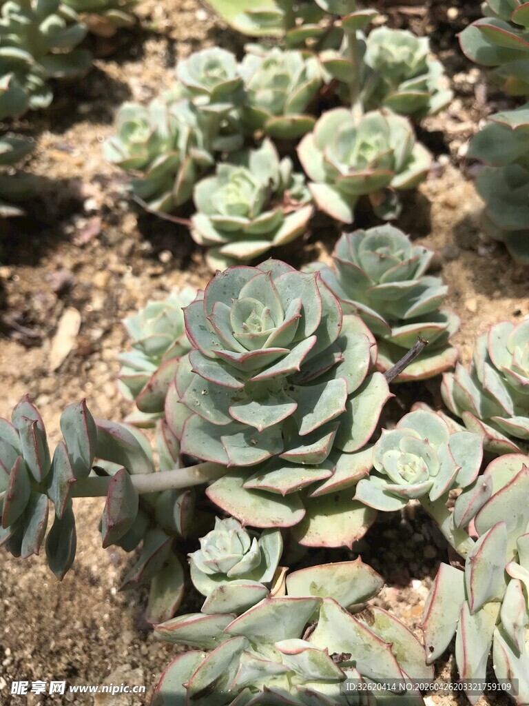 群生多肉植物