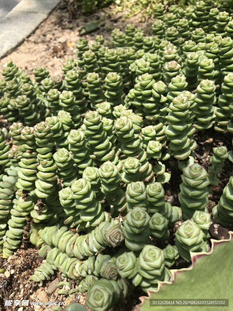 多肉植物