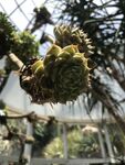 多肉植物