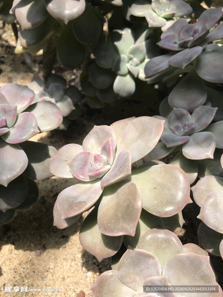 多肉植物