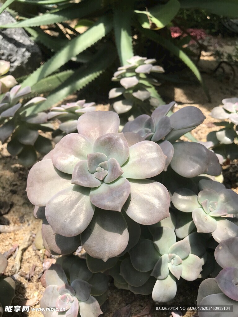 多肉植物