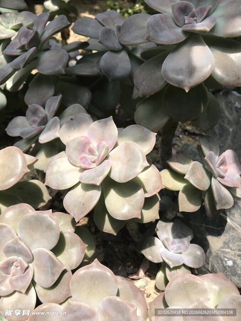 多肉植物