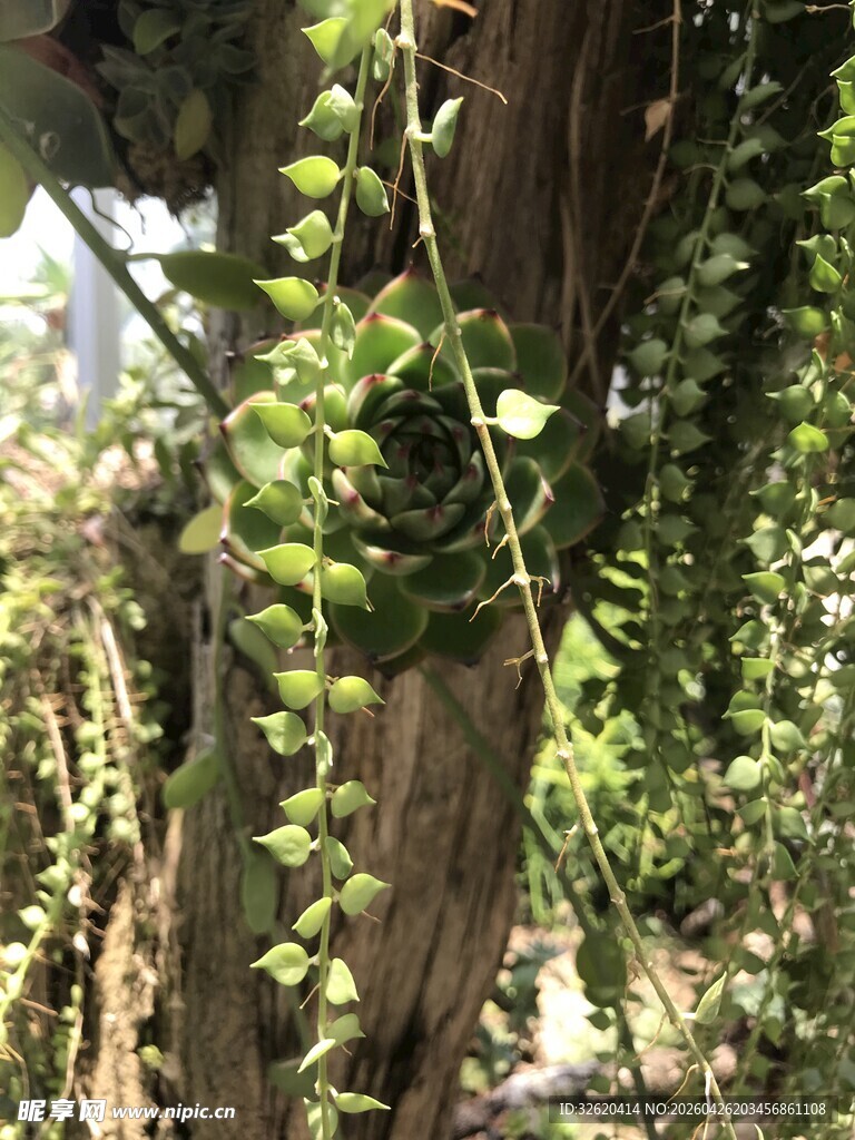 缠绕树干的翠绿藤蔓植物