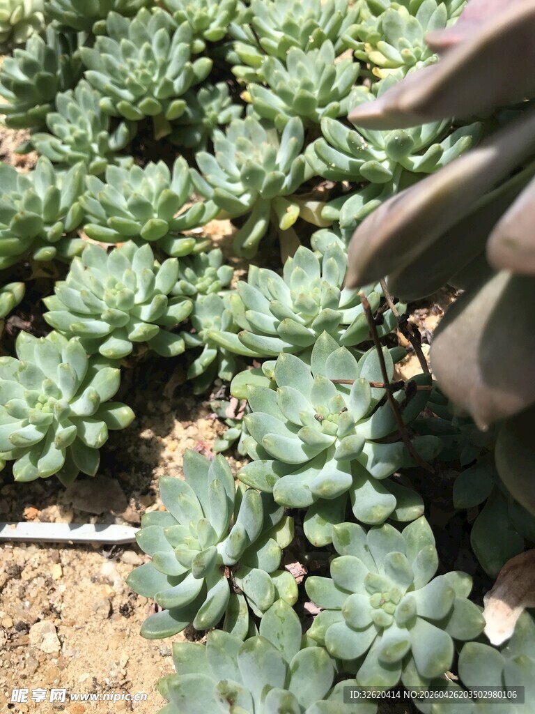 多肉植物的生机景象