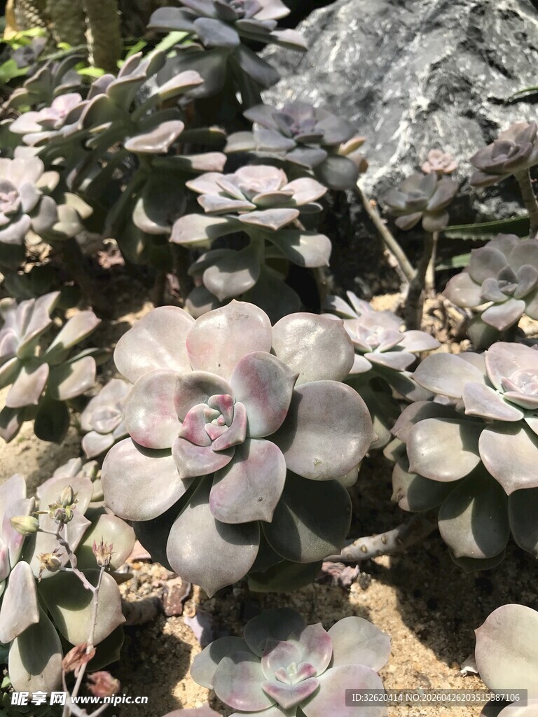 石缝中的多肉植物