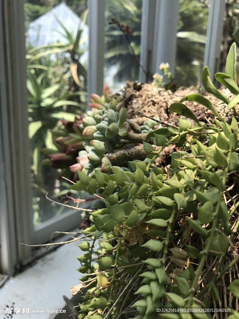 窗边绿植景观