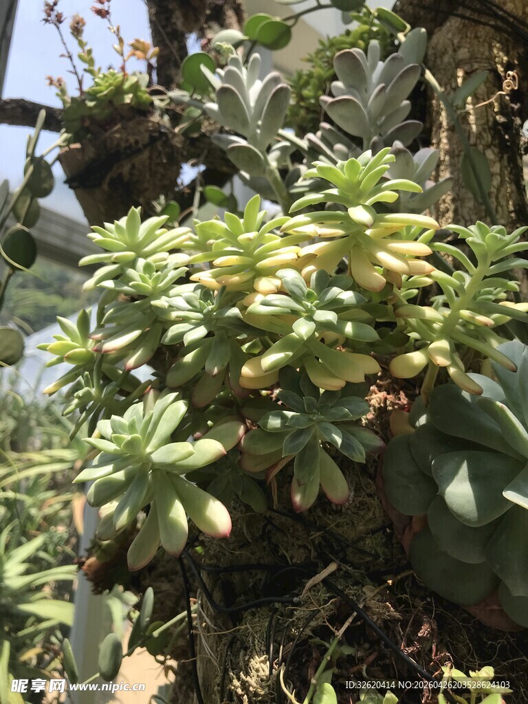 茂盛的多肉植物景观
