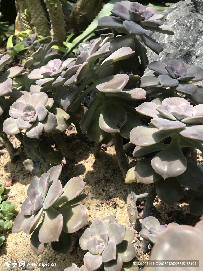 多肉植物群生景观