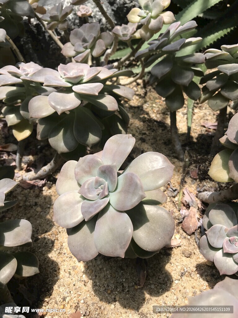 多肉植物