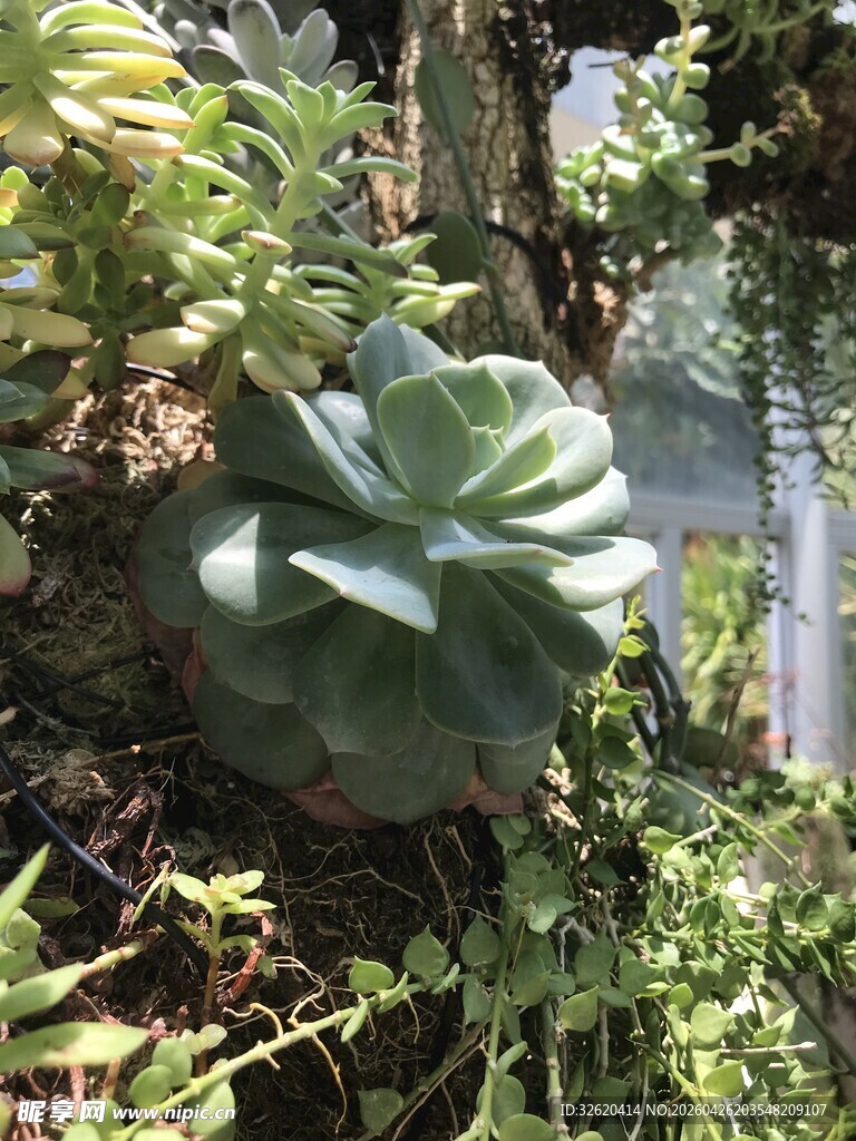 多肉植物