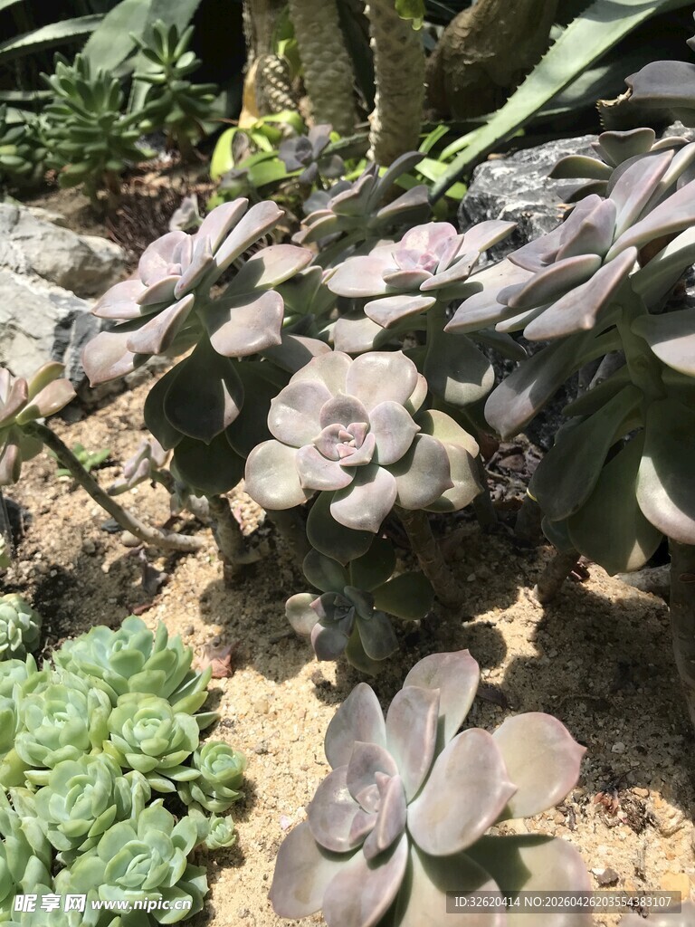 多肉植物的户外生长景象